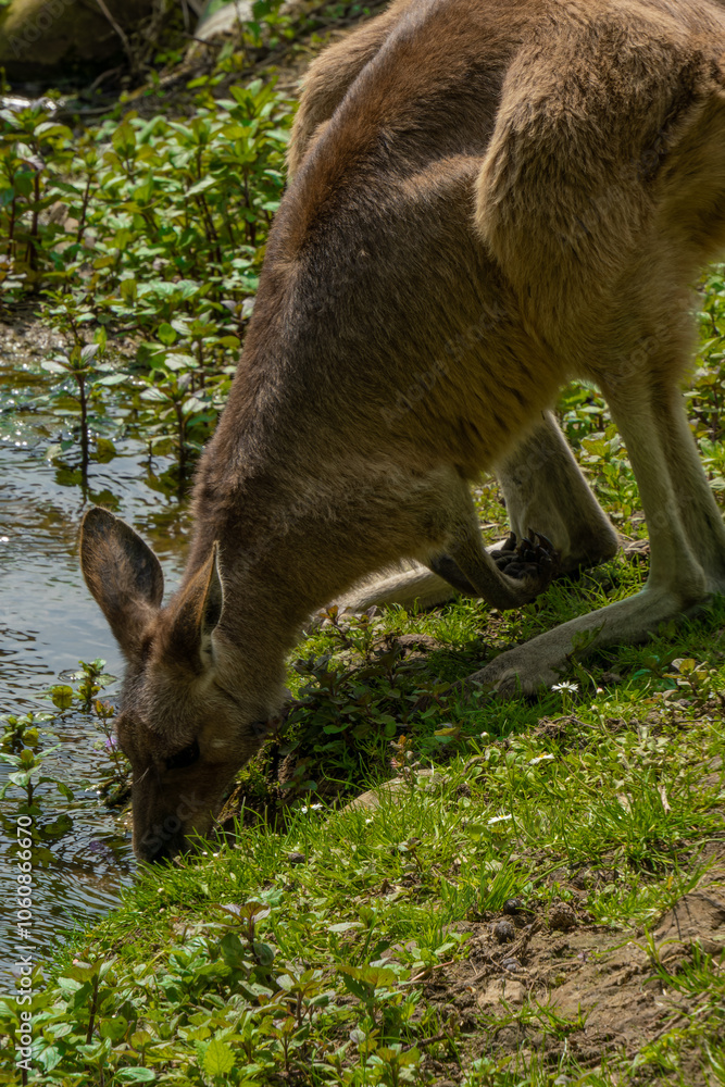 Fototapeta premium Curious wallaby kangaroo in a natural habitat, Phillip Island, Victoria, Australia