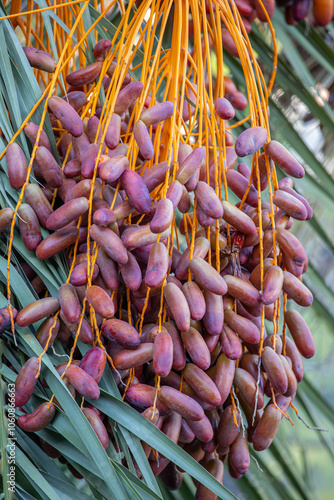 Date palm with ripe dates on it. Southern agriculture