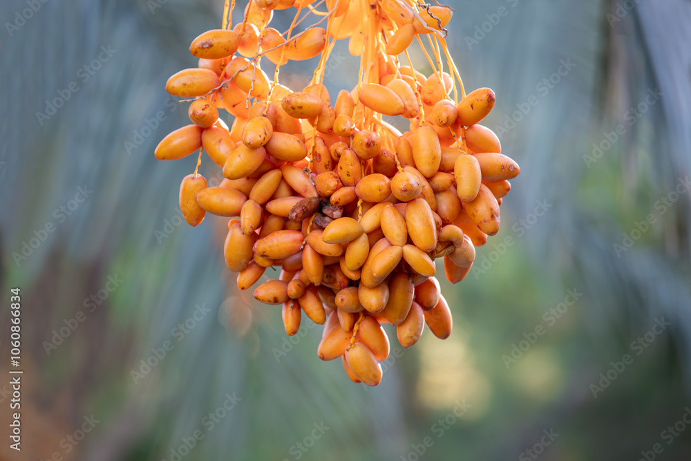 Date palm with ripe dates on it. Southern agriculture