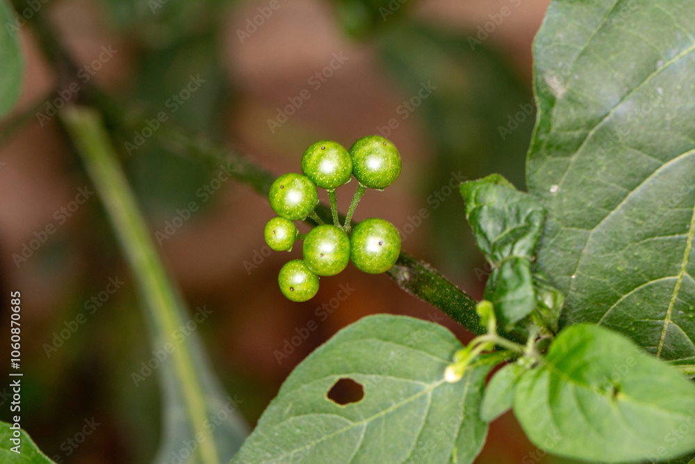 Maria-pretinha (Solanum Americanum) Maria-pretinha (Solanum Americanum)