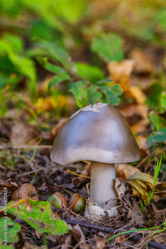 Amanita vaginata. Photo has been taken in the natural forest background.Natural mushroom growing in a forest.Autumn time in the forest. Amanita vaginata. Photo has been taken in the natural forest background.Natural mushroom growing in a forest.Autumn time in the forest.