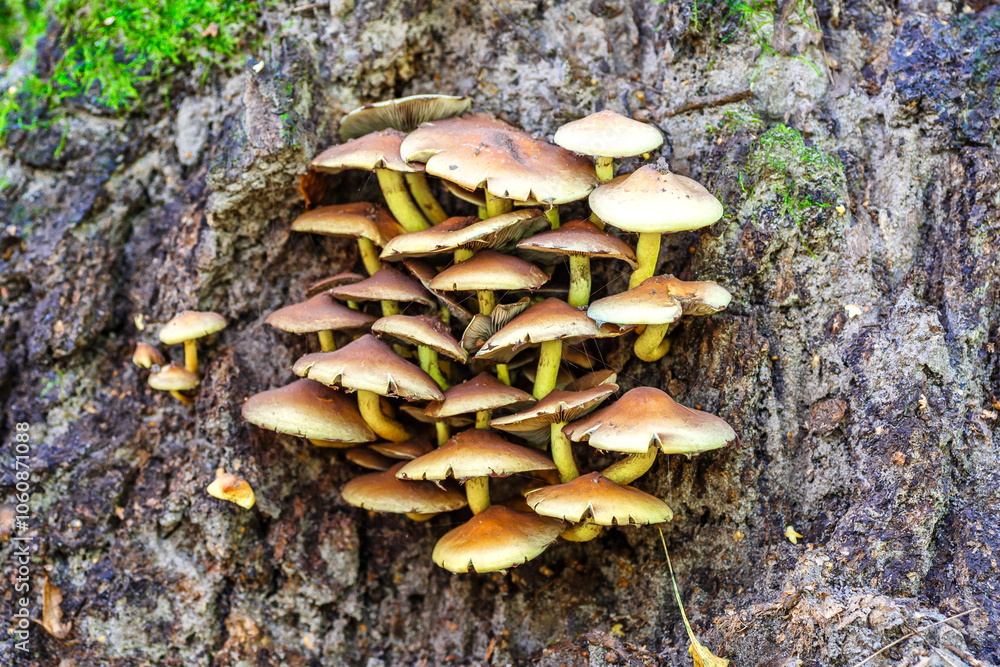 Mushrooms False honey fungus on a stump in a beautiful autumn forest.group fungus in autumn forest with leaves.Wild mushroom on the spruce stump. Autumn time in the forest. Mushrooms False honey fungus on a stump in a beautiful autumn forest.group fungus in autumn forest with leaves.Wild mushroom on the spruce stump. Autumn time in the forest.