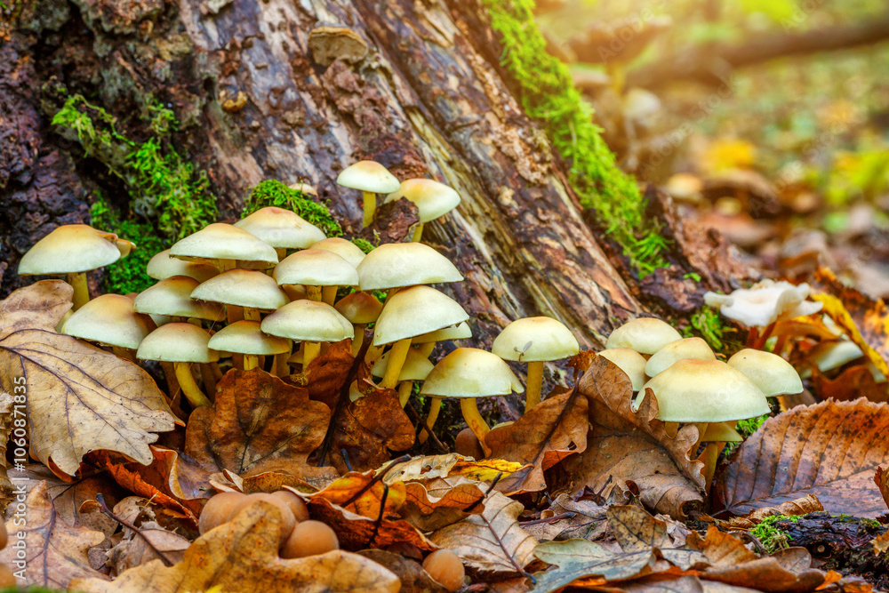 A variety of mushrooms growing on a moss-covered tree stump in the forest.Group fungus in autumn forest with leaves.Autumn time in the forest. A variety of mushrooms growing on a moss-covered tree stump in the forest.Group fungus in autumn forest with leaves.Autumn time in the forest.