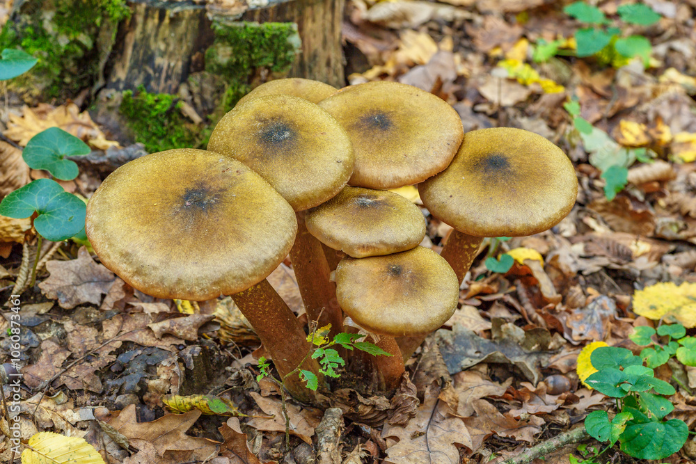 Armillaria mellea, commonly known as honey fungus, is a basidiomycete fungus in the genus Armillaria.Group fungus in autumn forest with leaves. Armillaria mellea, commonly known as honey fungus, is a basidiomycete fungus in the genus Armillaria.Group fungus in autumn forest with leaves.