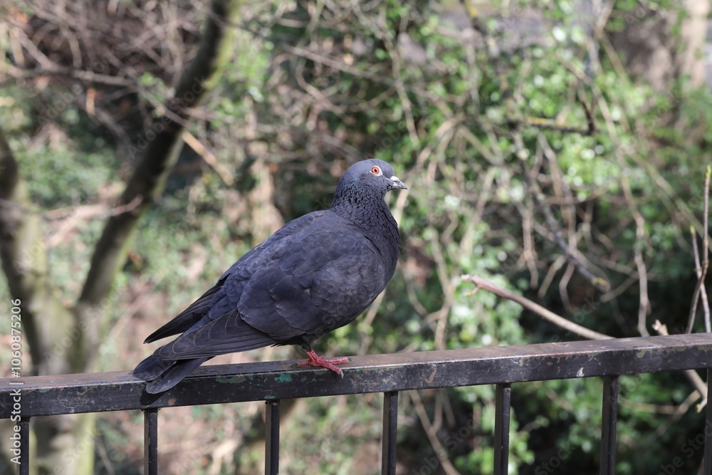 Fototapeta premium Pigeon domestique, Columba livia domestica