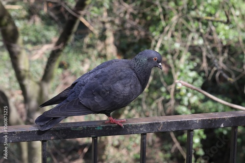 Pigeon domestique, Columba livia domestica