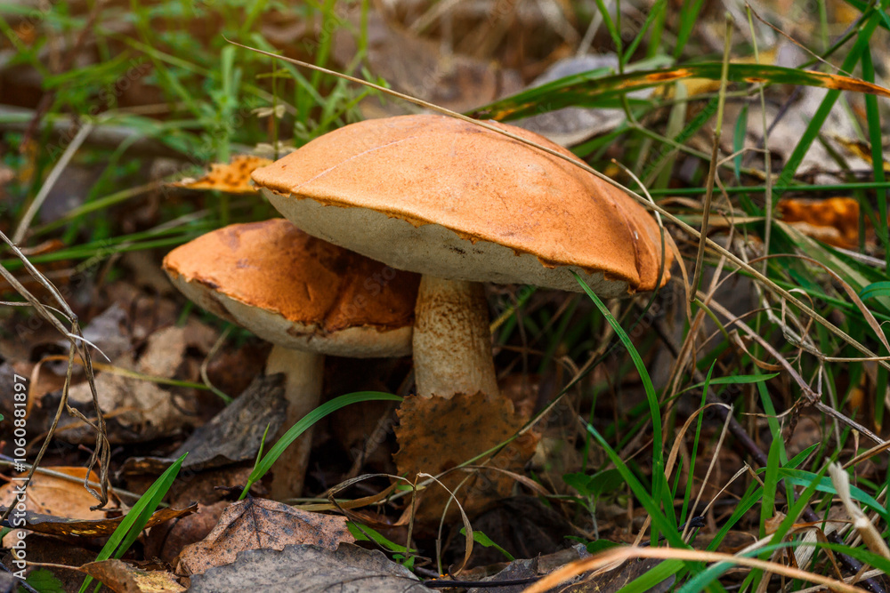 Cute penny bun mushroom grows in the grass. The beautiful little brown cap of the flu is the center of attention.The mushroom grows in the Ukrainian Carpathians in the forest. Cute penny bun mushroom grows in the grass. The beautiful little brown cap of the flu is the center of attention.The mushroom grows in the Ukrainian Carpathians in the forest.