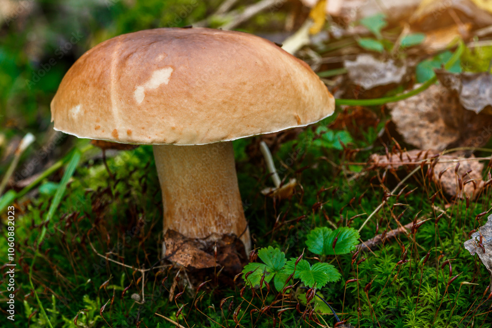Mushroom in forest Porcino, bolete, boletus.White mushroom on green background.Natural white mushroom growing in a forest. Mushroom in forest Porcino, bolete, boletus.White mushroom on green background.Natural white mushroom growing in a forest.