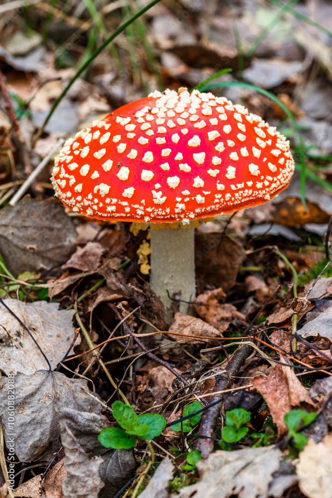 Red fly agaric against the background of the forest. Toxic and hallucinogen mushroom Fly Agaric in grass on autumn forest background.Amanita muscaria. Inspirational natural fall landscape Red fly agaric against the background of the forest. Toxic and hallucinogen mushroom Fly Agaric in grass on autumn forest background.Amanita muscaria. Inspirational natural fall landscape