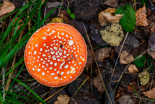 Red fly agaric against the background of the forest. Toxic and hallucinogen mushroom Fly Agaric in grass on autumn forest background.Amanita muscaria. Inspirational natural fall landscape photo