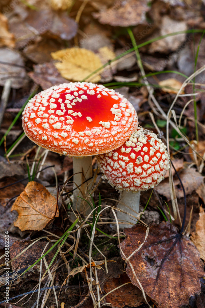 Red fly agaric against the background of the forest. Toxic and hallucinogen mushroom Fly Agaric in grass on autumn forest background.Amanita muscaria. Inspirational natural fall landscape Red fly agaric against the background of the forest. Toxic and hallucinogen mushroom Fly Agaric in grass on autumn forest background.Amanita muscaria. Inspirational natural fall landscape