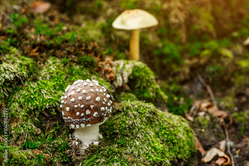 The Death angel an deadly poisonous Mushroom, Scientific name:Amanita pantherina.The mushroom grows Carpathian Mountains in the forest. photo