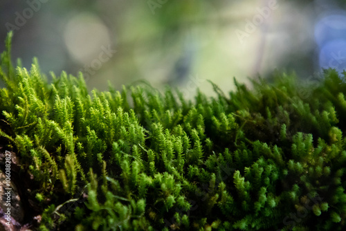Background with moss