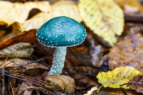 Stropharia aeruginosa, commonly known as the verdigris agaric, Blue mushroom.is a medium-sized green, slimy woodland mushroom, found on lawns, mulch and woodland from spring to autumn.