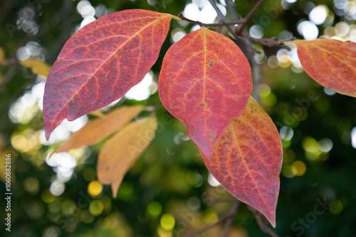Autumn background