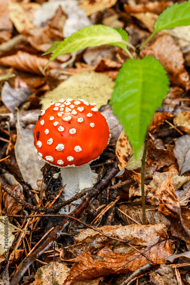 Red fly agaric against the background of the forest. Toxic and hallucinogen mushroom Fly Agaric in grass on autumn forest background.Amanita muscaria. Inspirational natural fall landscape Red fly agaric against the background of the forest. Toxic and hallucinogen mushroom Fly Agaric in grass on autumn forest background.Amanita muscaria. Inspirational natural fall landscape