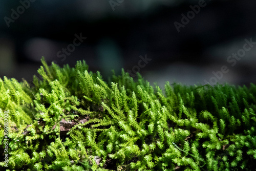 Background with moss
