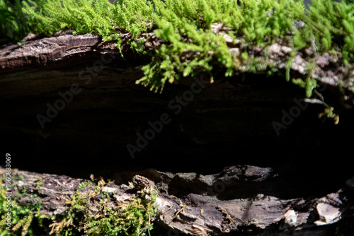 Background with moss