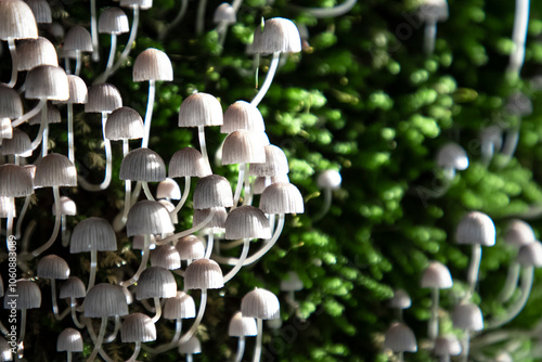 Mushrooms on moss