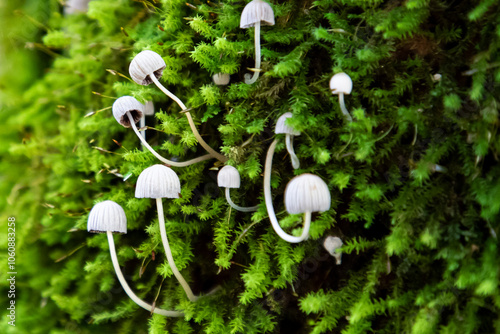 Mushrooms on moss