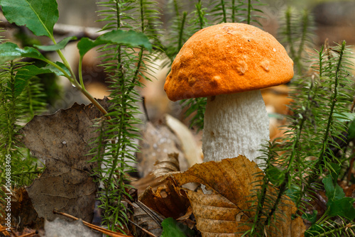 Cute penny bun mushroom grows in the grass. The beautiful little brown cap of the flu is the center of attention.. The mushroom grows in the Ukrainian Carpathians in the forest. photo