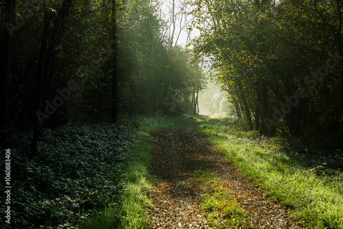 Path in the forest