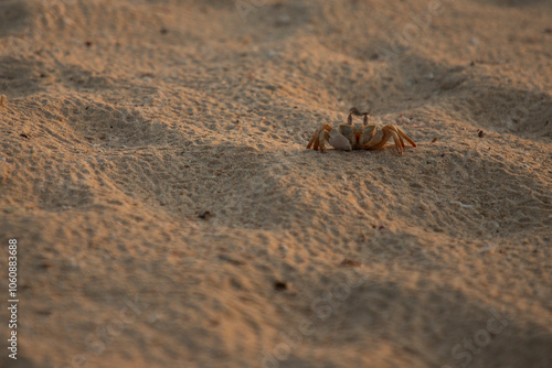 crab on the beach