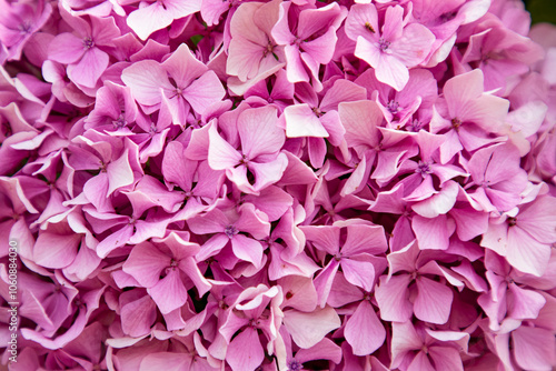 Ortensia flowers