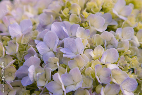 Ortensia flowers