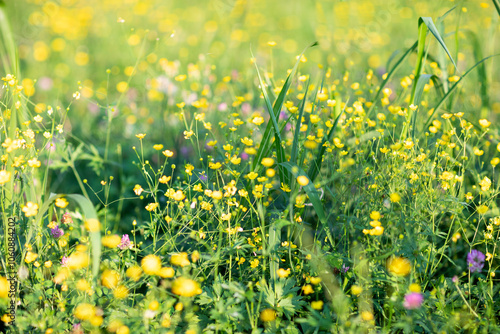 field of yellow flowers