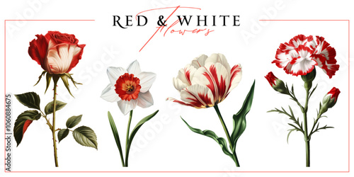 Red and white garden flowers isolated on a white background. Vintage painting style illustration.