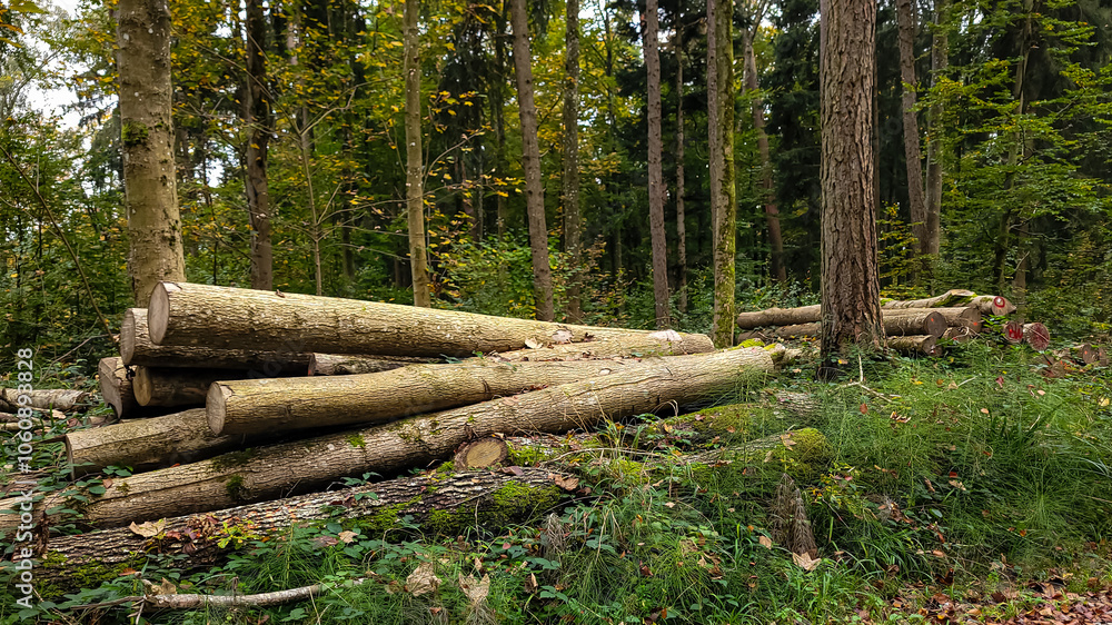 A storage of firewood in the forest against the backdrop of some trees A storage of firewood in the forest against the backdrop of some trees