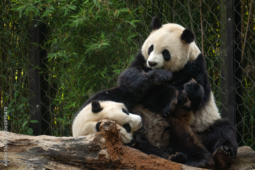 Naklejka premium A giant panda playing with friend after the raining day