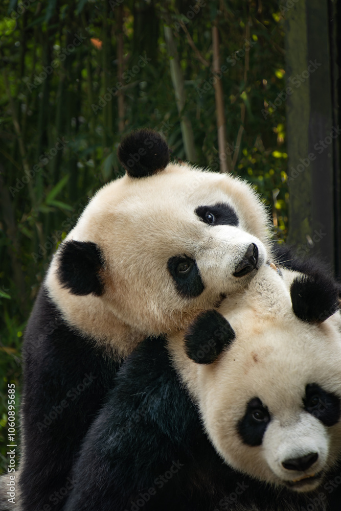 A giant panda playing with friend after the raining day A giant panda playing with friend after the raining day