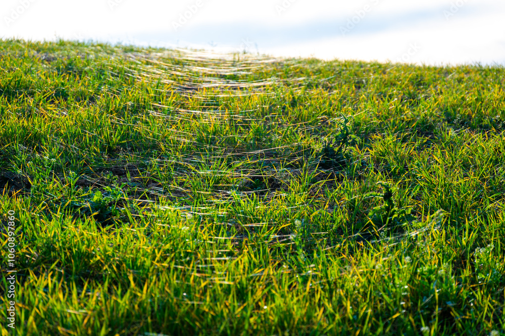 A close-up photo of a wheat field covered in delicate spider webs from late summer, known as