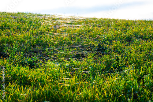 Obraz na płótnie A close-up photo of a wheat field covered in delicate spider webs from late summer, known as