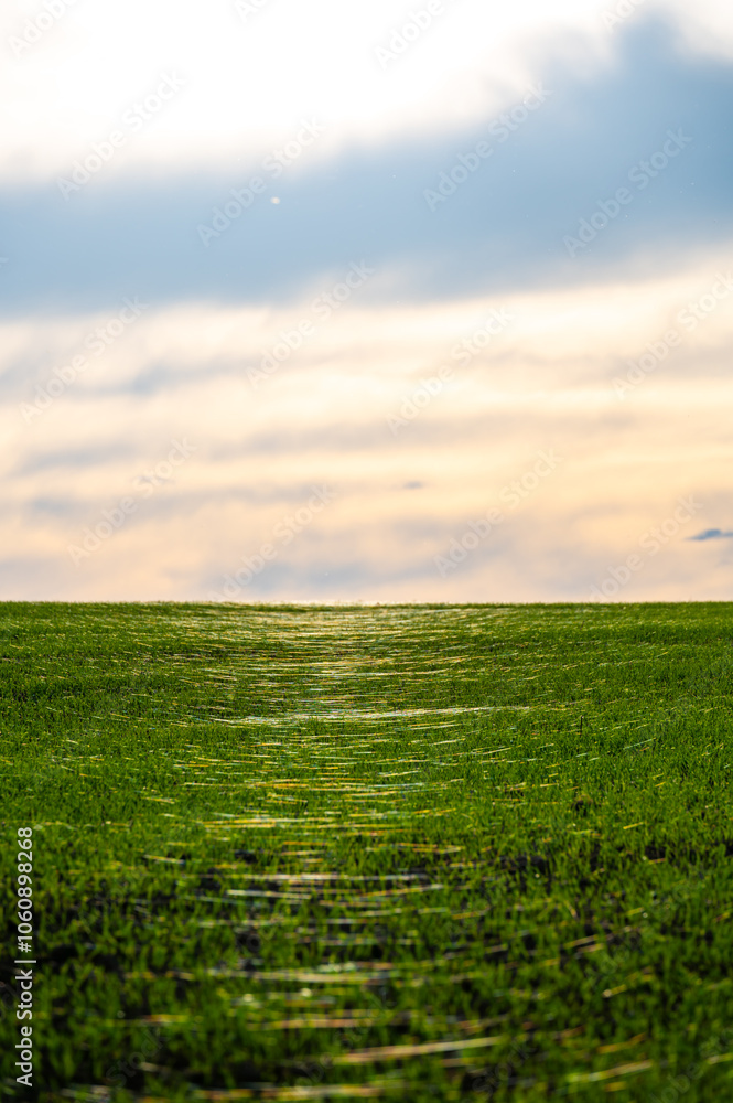 A close-up photo of a wheat field covered in delicate spider webs from late summer, known as