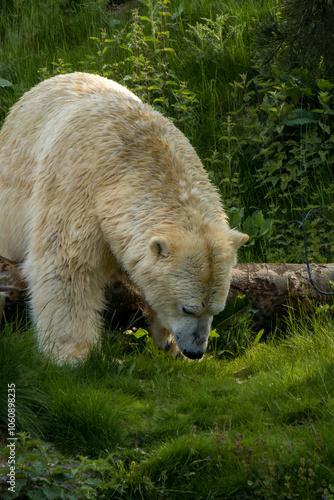 A large white Polar Bear lies down in grass on a hot sunny day.