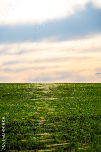 Obraz na płótnie A close-up photo of a wheat field covered in delicate spider webs from late summer, known as