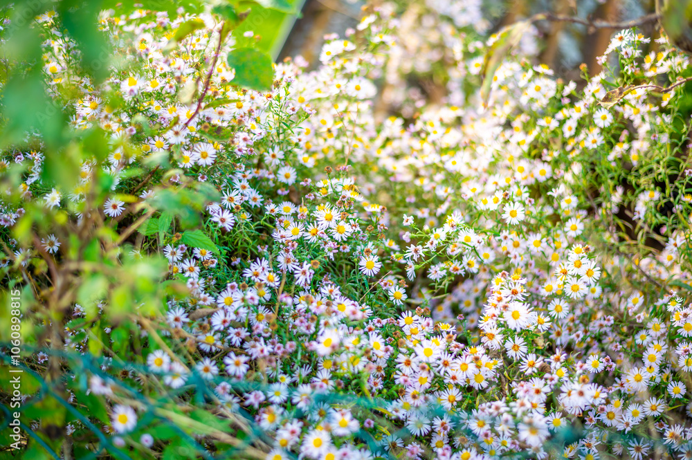 A lush patch of wildflowers with small white and pink daisy-like blooms, scattered among green foliage.