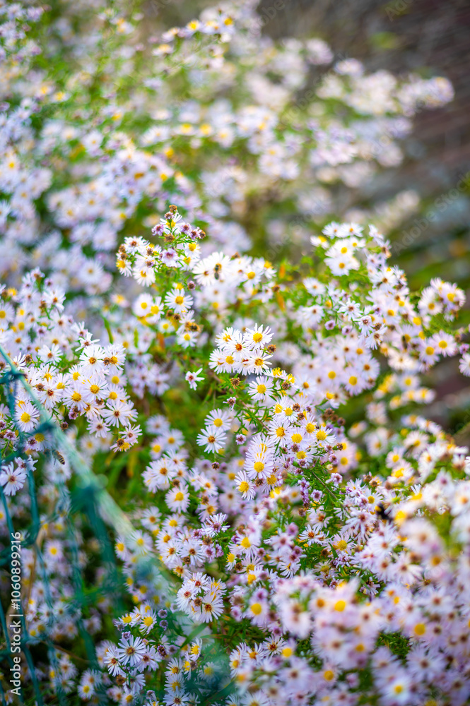 A lush patch of wildflowers with small white and pink daisy-like blooms, scattered among green foliage. A lush patch of wildflowers with small white and pink daisy-like blooms, scattered among green foliage.
