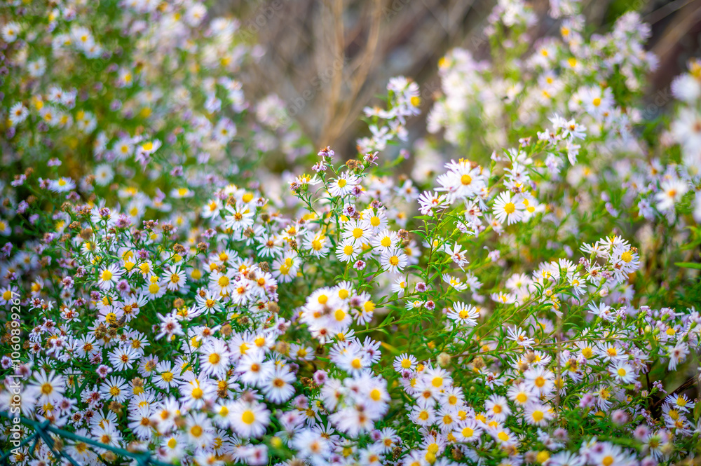 A lush patch of wildflowers with small white and pink daisy-like blooms, scattered among green foliage.