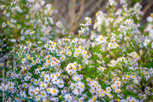 Obraz na płótnie A lush patch of wildflowers with small white and pink daisy-like blooms, scattered among green foliage. w salonie
