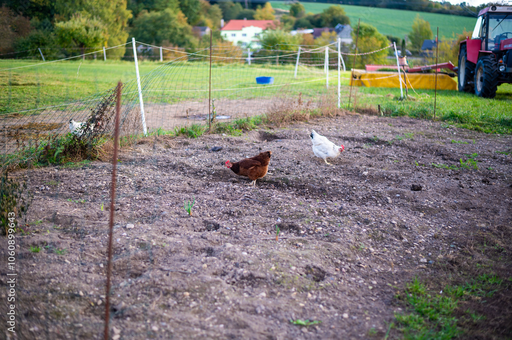 A countryside scene with chickens roaming on a fenced patch of soil. The image captures a rural setting with a red tractor in the background, green fields, and a peaceful village landscape.