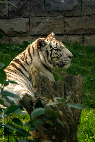 A majestic white tiger prowls gracefully through its habitat, its striking white coat adorned with bold black stripes. The piercing blue eyes of this rare and powerful predator capture the essence of