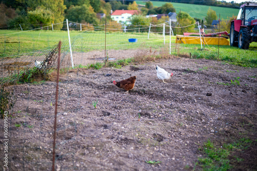 Obraz na płótnie A countryside scene with chickens roaming on a fenced patch of soil. The image captures a rural setting with a red tractor in the background, green fields, and a peaceful village landscape. w salonie