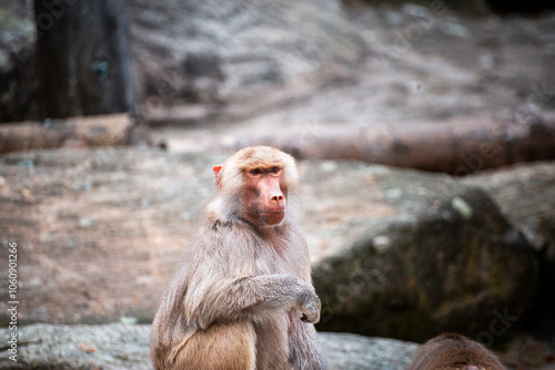 Baboon in zoo enclosure displaying social behavior and curiosity