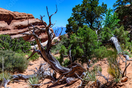 Dry tree against the background of an Eroded landscape, Arches National Park, Moab, Utah photo