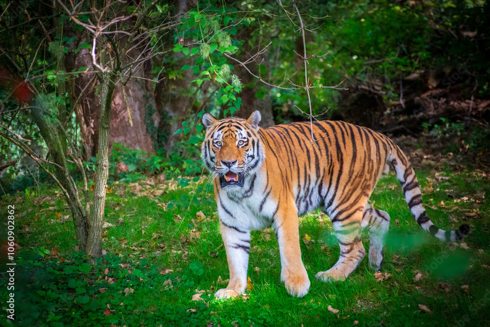 Fototapeta premium Tiger in zoo enclosure displaying powerful stance and striking stripes