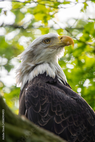 Bald Eagle in portrait. Birds of Prey Centre, Coledale, Alberta, Canada